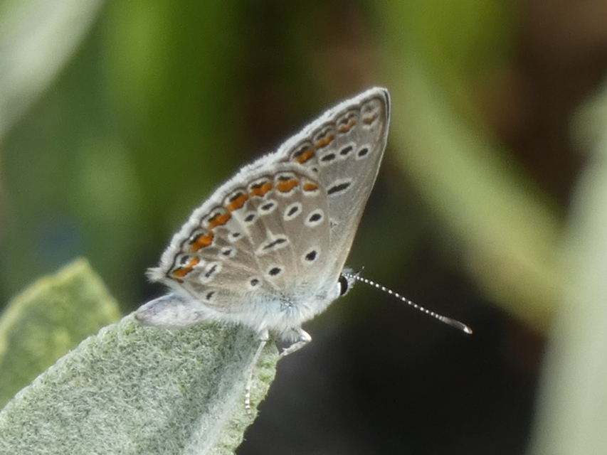 Polyommatus icarus - közönséges boglárka