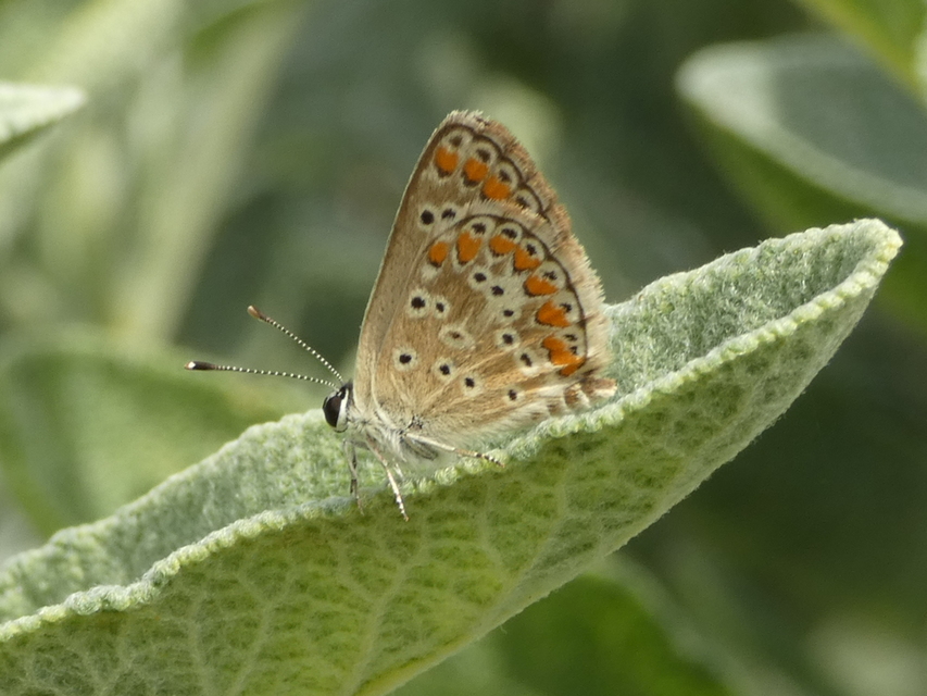 Aricia agestis - szerecsenboglárka