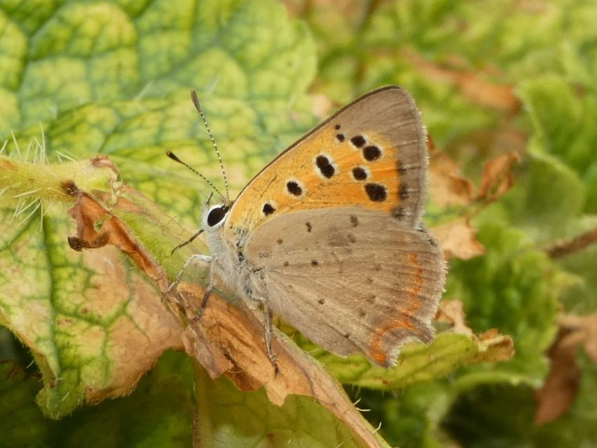 Lycaena phlaeas - közönséges tűzlepke