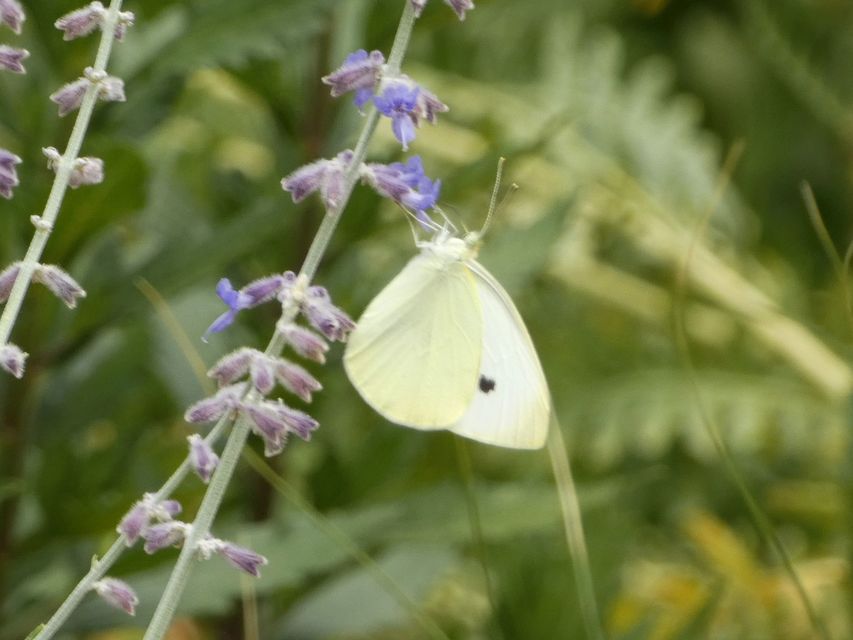 Pieris rapae - répalepke
