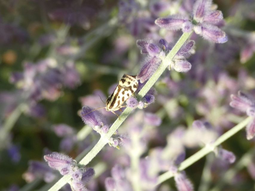 Emmelia trabealis - zebrabagoly