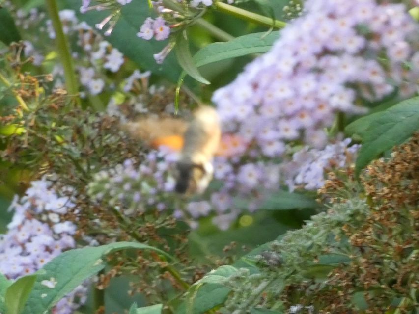 Macroglossum stellatarum - kacsafarkú szender