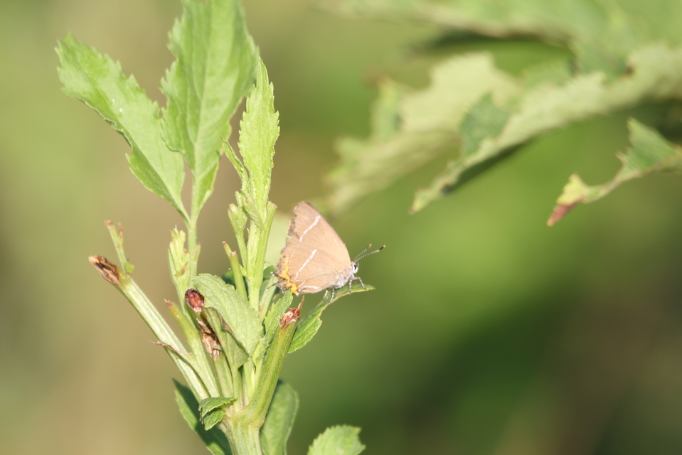 Satyrium w-album - szilfa-csücsköslepke