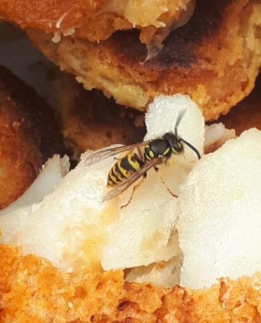 Vespula germanica - német darázs