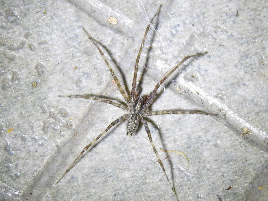 Tegenaria