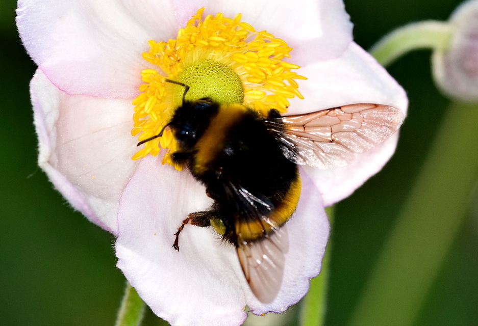 Bombus terrestris - földi poszméh