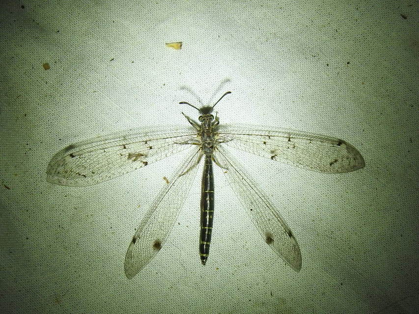 Distoleon tetragrammicus - négyfoltos hangyaleső