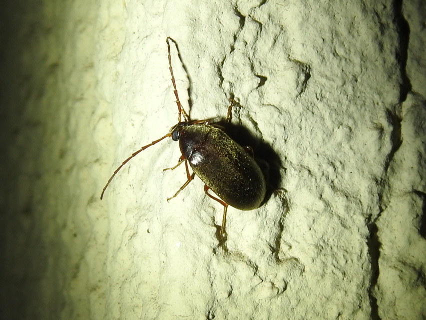 Hymenalia rufipes - rőtlábú alkonybogár