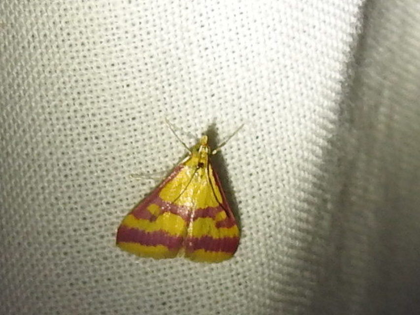 Pyrausta sanguinalis/virginalis