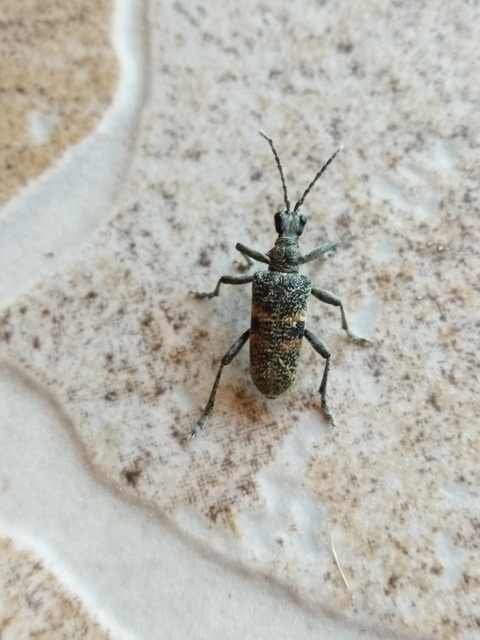Rhagium mordax - cser-tövisescincér