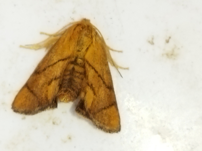 Apoda limacodes - kagylólepke