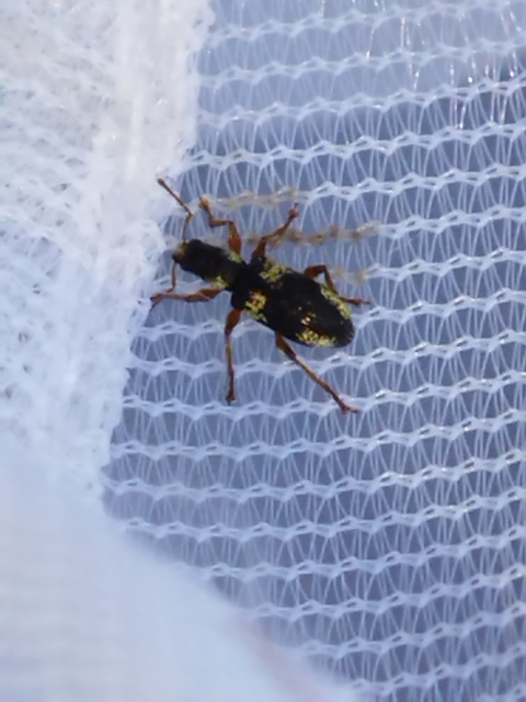 Polydrusus viridicinctus - zöldöves lombormányos
