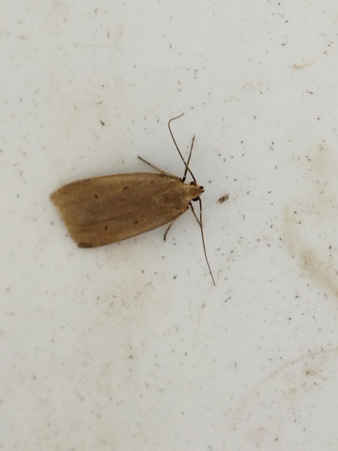 Acompsia