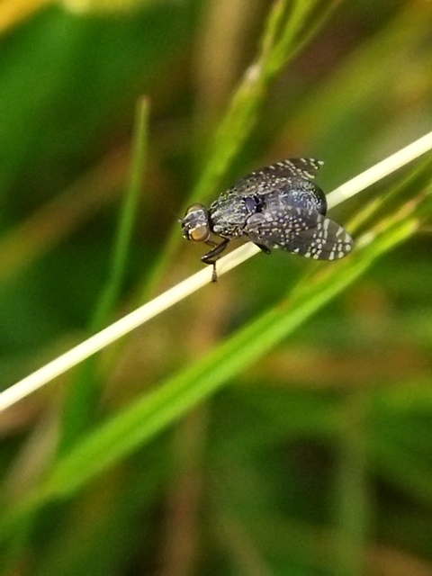 Platystoma