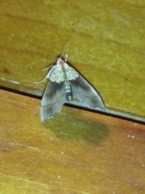 Agrotera nemoralis - ligeti tűzmoly