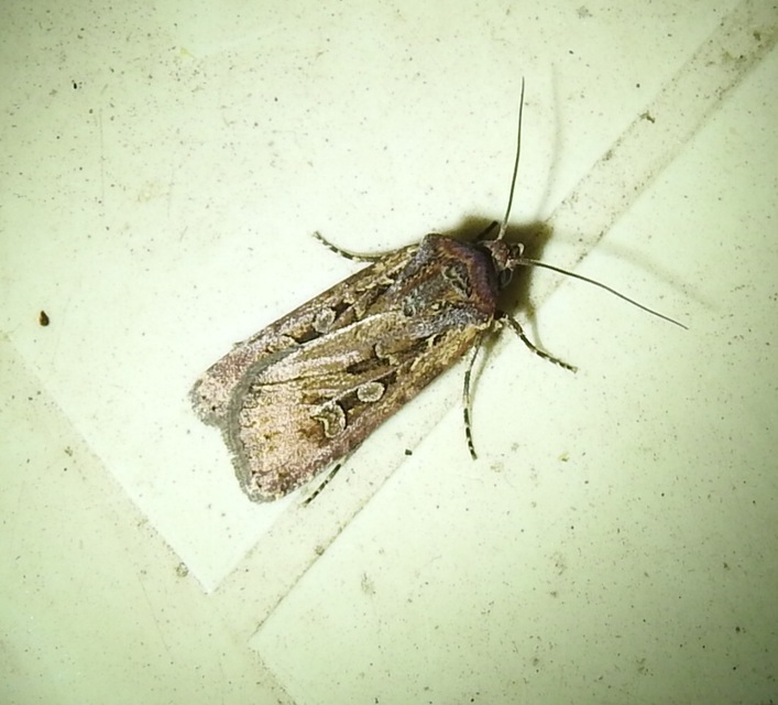 Euxoa tritici/nigrofusca/eruta