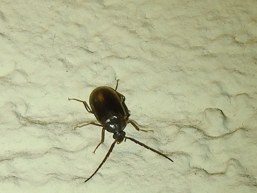 Hymenalia rufipes - rőtlábú alkonybogár