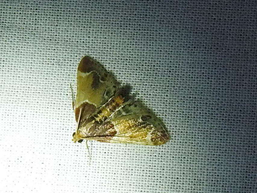 Pyralis farinalis - lisztilonca