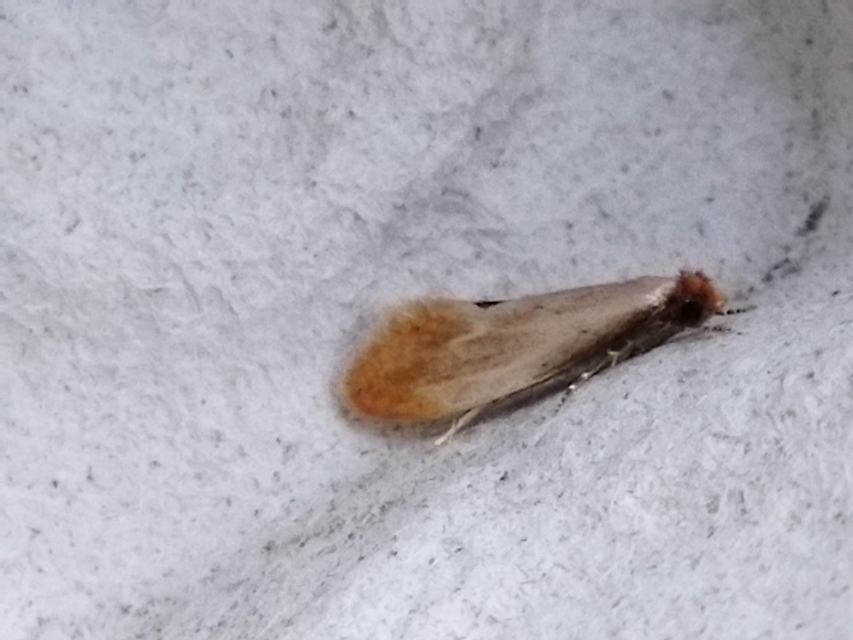 Tinea semifulvella - fényes hulladékmoly