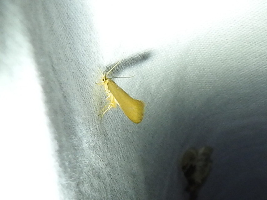 Crassa unitella - aranybarna díszmoly