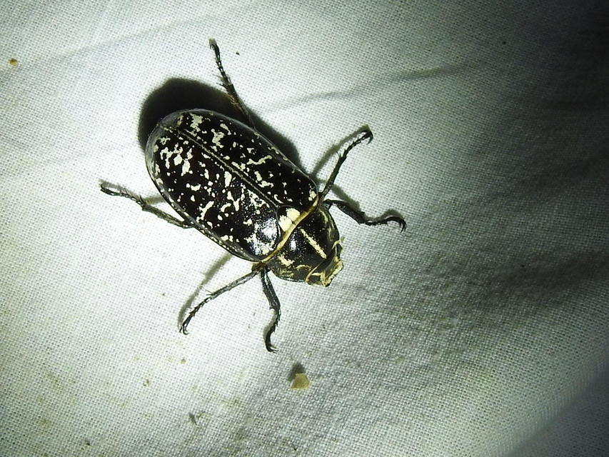 Polyphylla fullo - csapó cserebogár