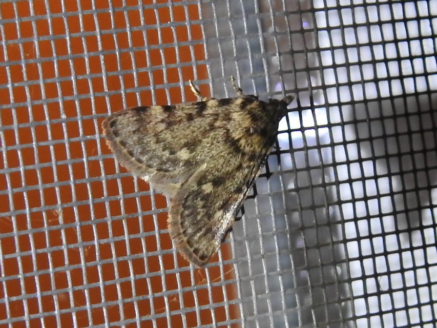 Aglossa pinguinalis - zsiradékmoly