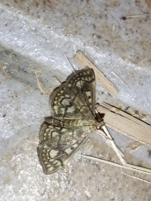 Anania stachydalis - mocsári dudvamoly