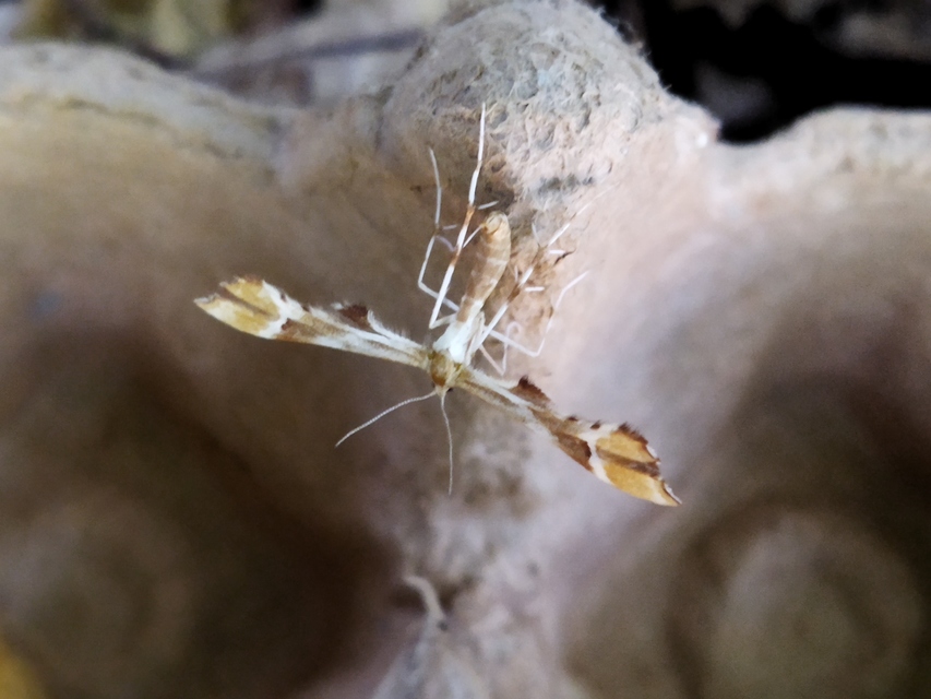 Cnaemidophorus rhododactyla - rózsabogyó-tollasmoly
