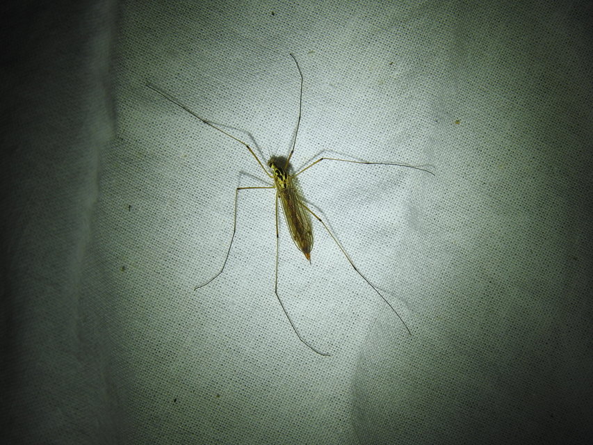 Nephrotoma