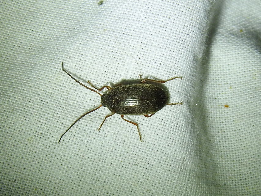 Hymenalia rufipes - rőtlábú alkonybogár