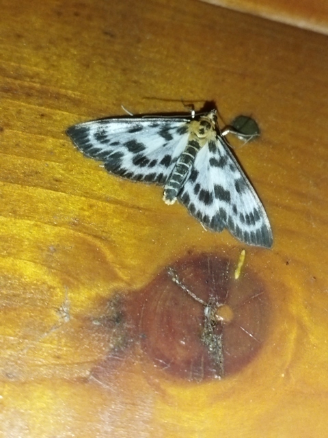 Anania hortulata - tarka csalánmoly