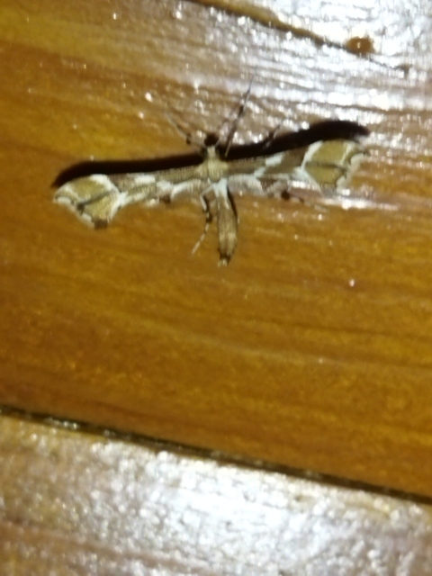 Cnaemidophorus rhododactyla - rózsabogyó-tollasmoly