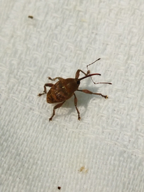Curculio glandium - tölgymakkzsuzsóka