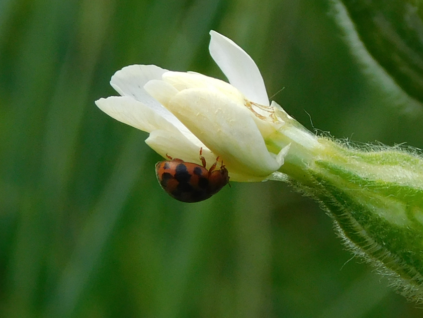 Subcoccinella vigintiquatuorpunctata - lucernaböde