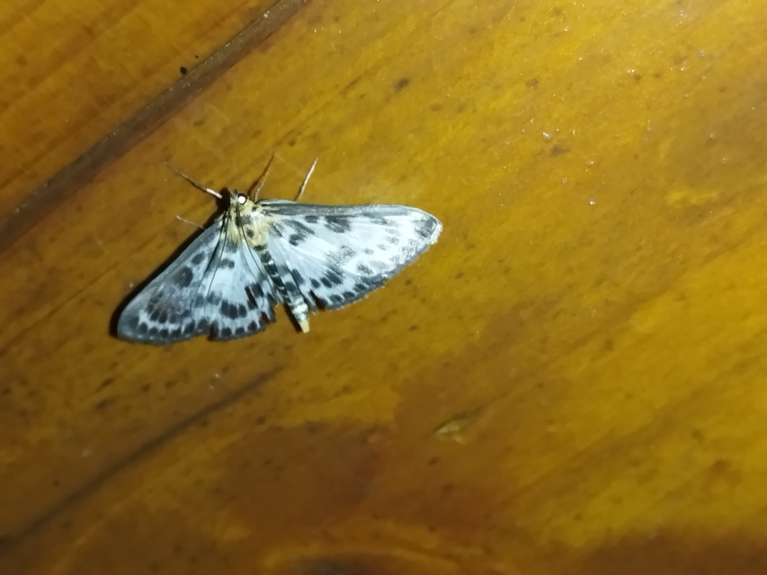 Anania hortulata - tarka csalánmoly