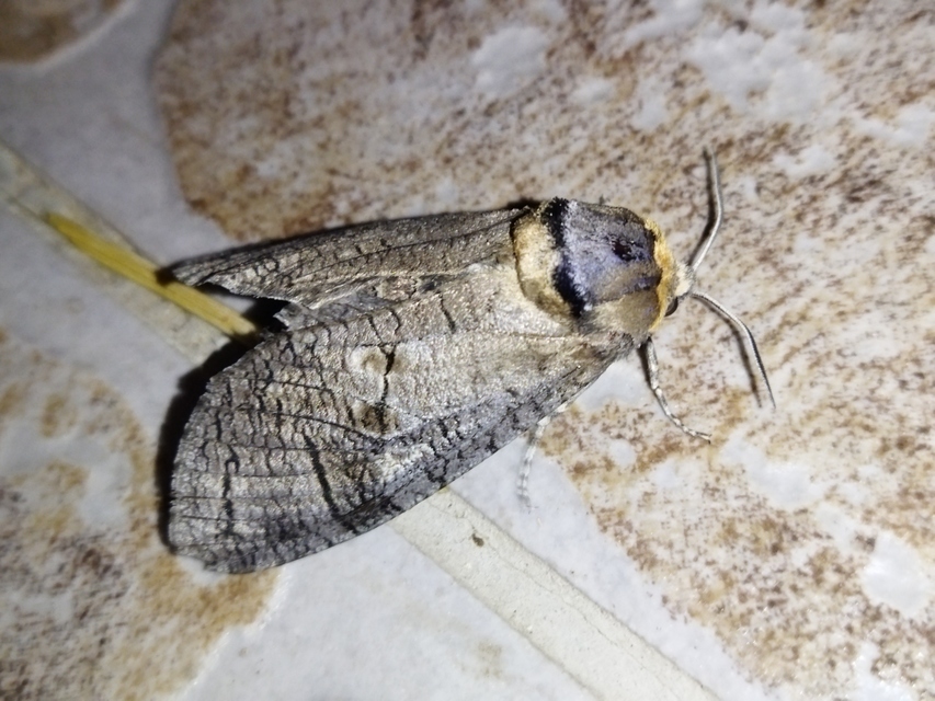 Cossus cossus - fűzfarontólepke