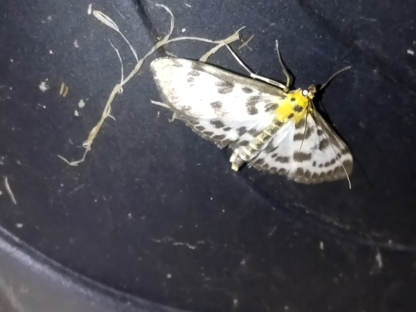 Anania hortulata - tarka csalánmoly
