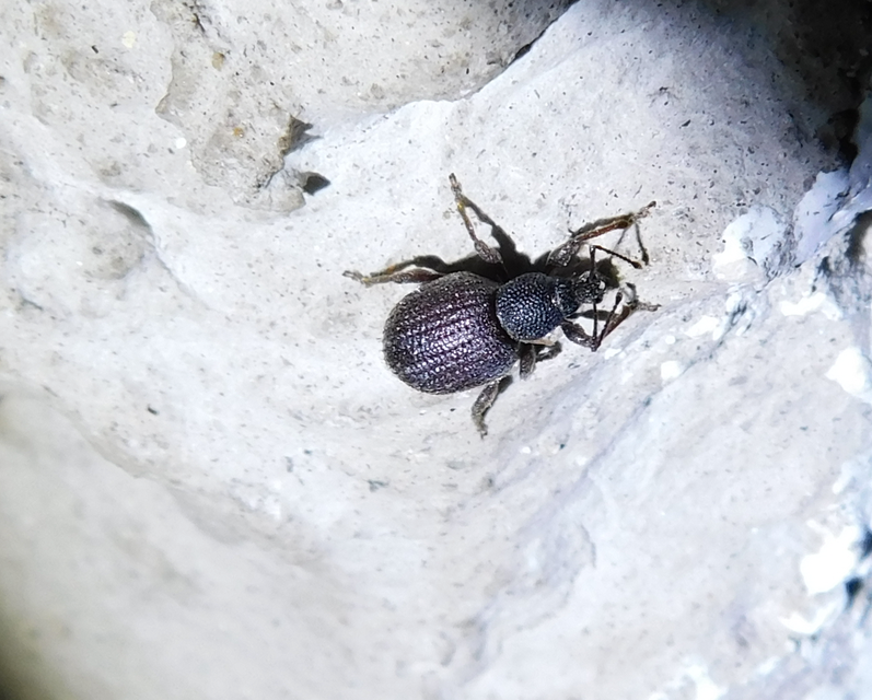 Otiorhynchus rugosostriatus - szamóca-gyalogormányos