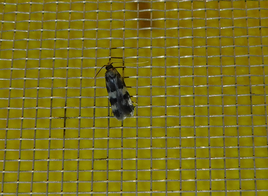 Oegoconia