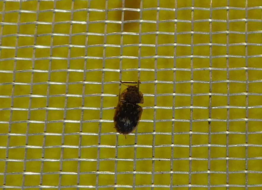 Soronia grisea - pettyegetett fénybogár