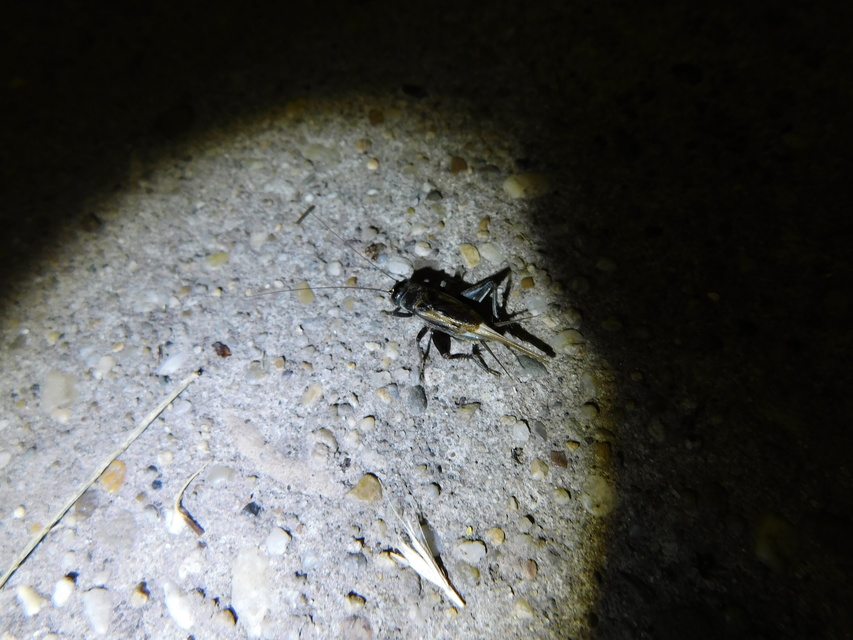 Eumodicogryllus bordigalensis - bordói tücsök