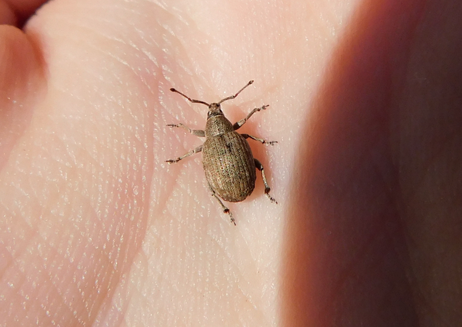 Peritelus familiaris - nagy kendermagbogár