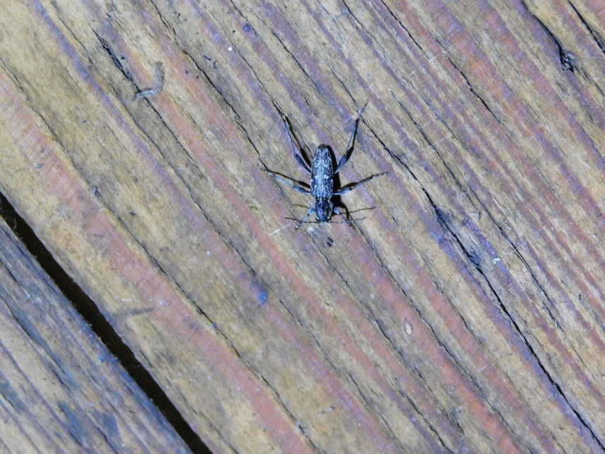 Xylotrechus rusticus - egérszínű darázscincér