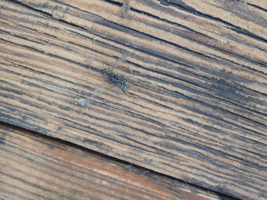 Xylotrechus rusticus - egérszínű darázscincér