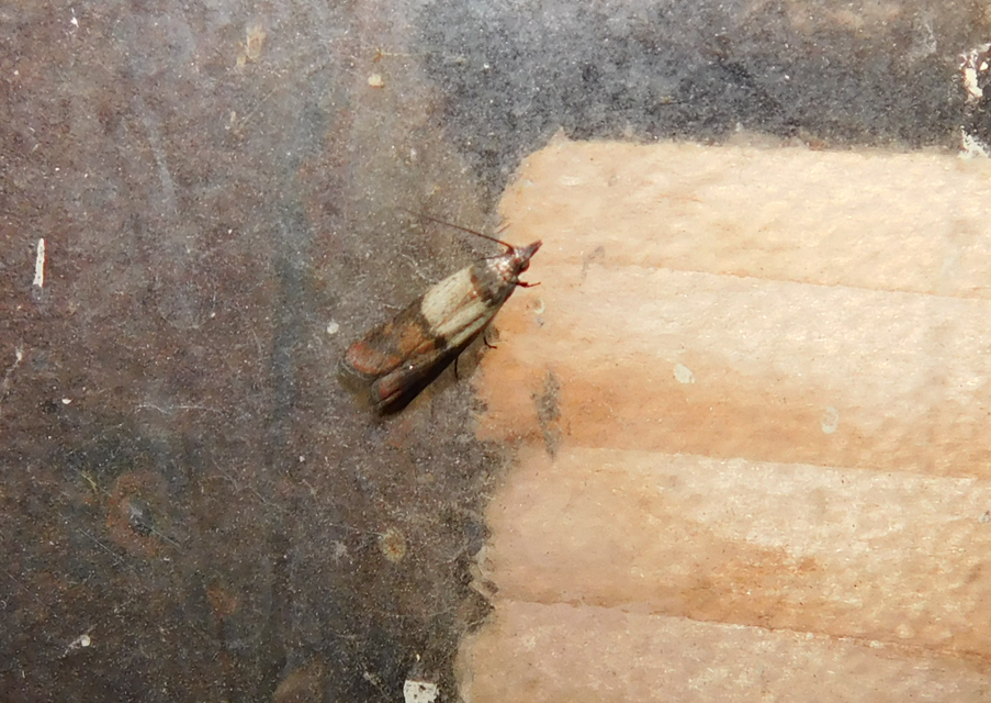 Plodia interpunctella - aszalványmoly