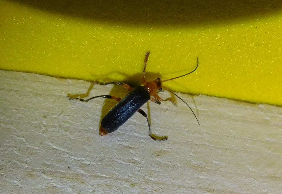 Cantharis livida - mezei lágybogár
