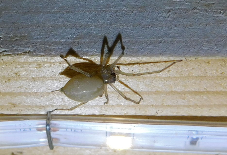 Cheiracanthium