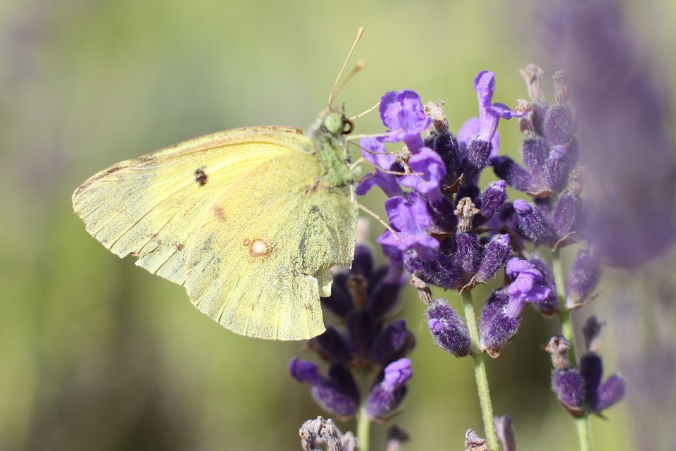 Colias erate - csángó-kéneslepke