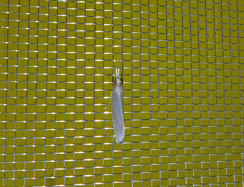 Crambus perlella - gyöngyházas fűgyökérmoly