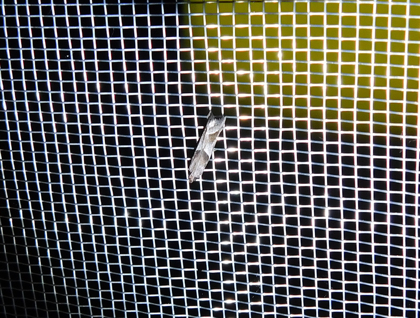 Nyctegretis